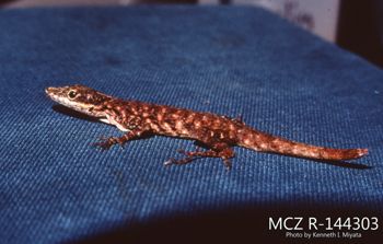 Media type: image;   Herpetology R-144303 Description: Photo of animal in life, taken in the field by Dr. Kenneth Ichiro Miyata. A slide of the photo was scanned in 2012 by Melissa Wooley.;  Aspect: lateral